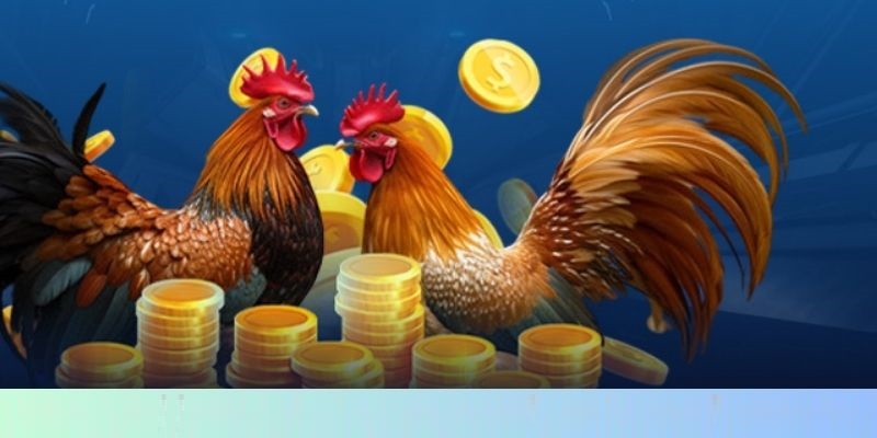 Đá Gà Đòn WW88 - Kênh Cá Cược Gà Uy Tín, Đẳng Cấp Nhất Hiện Nay