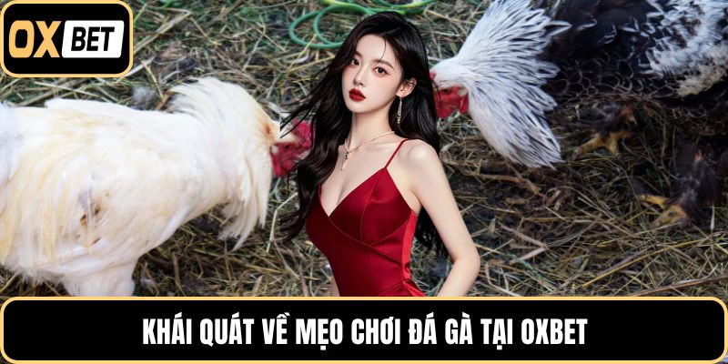 Khái quát về mẹo chơi đá gà tại OXBET