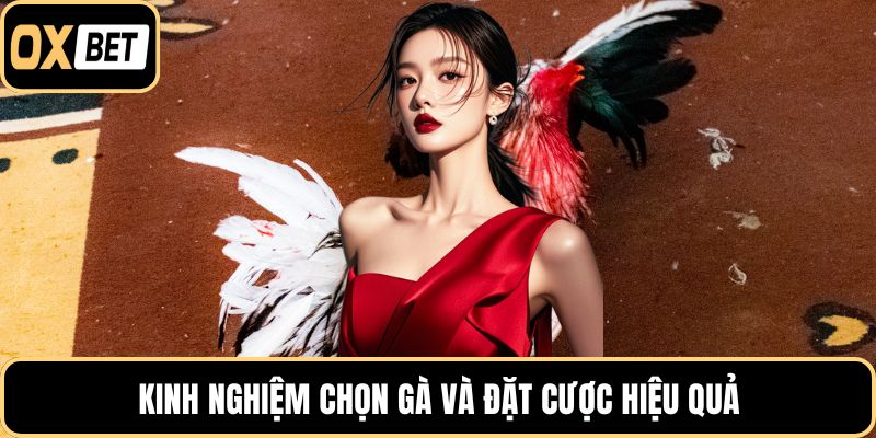 Kinh nghiệm chọn gà và đặt cược hiệu quả