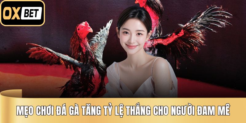 Mẹo Chơi Đá Gà Tăng Tỷ Lệ Thắng Cho Người Đam Mê