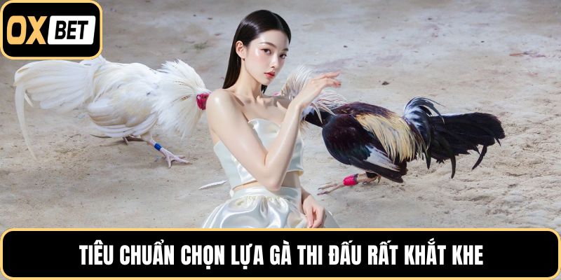 Tiêu chuẩn chọn lựa gà thi đấu rất khắt khe