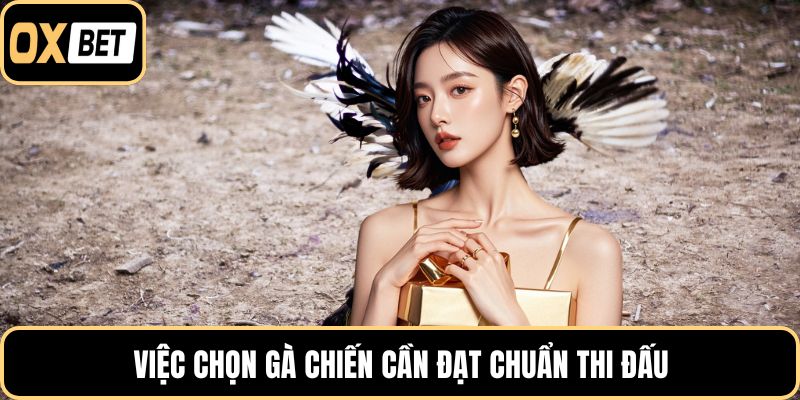Việc chọn gà chiến cần đạt chuẩn thi đấu